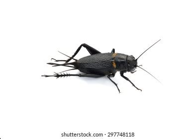 Gryllus Bimaculatus Isolated On White Background Stock Photo 297748118 | Shutterstock