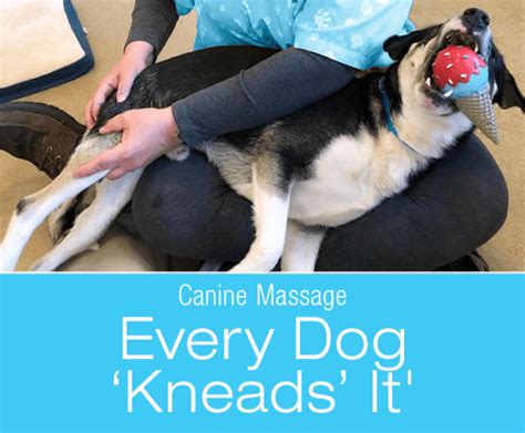 Canine Massage--Every Dog ‘Kneads’ It'. Benefits and Techniques