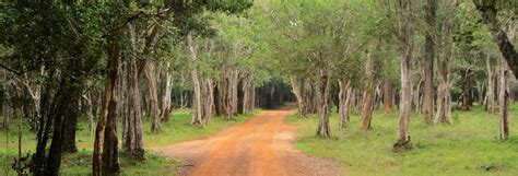 Wilpattu National Park - What to do and where to stay!