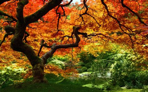 Amazing Nature Autumn Leaves Background Desktop Free Download Collections - Free Desktop Wallpaper