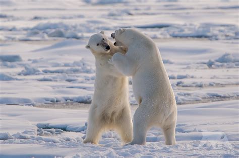 Spitsbergen - Fascination Wildlife