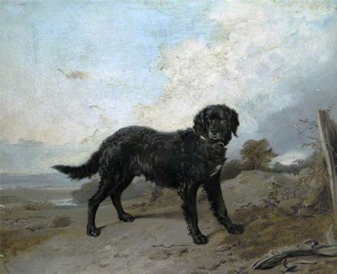 The Tweed Water Spaniel, or Tweed Spaniel, is a breed of dog extinct ...