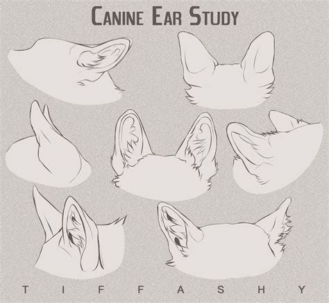 Мои коллекции | Animal drawings, Animal sketches, Anime wolf ears