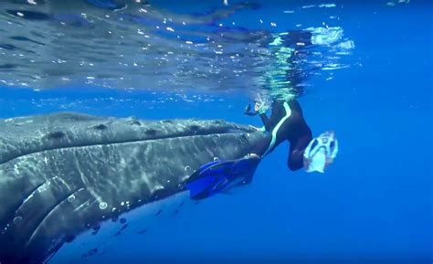 Watch this humpback whale protect a marine biologist from a tiger shark