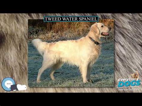 Tweed Water Spaniel 🐶🐾 Everything Dog Breeds 🐾🐶 - YouTube