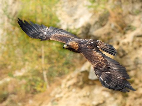 Golden Eagle Migration: A Complete Guide to Their Journey… | Birdfact