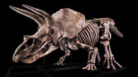 Triceratops skeleton up for auction, starting price $1.2m Euros | Boing Boing