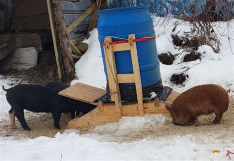 Learn how to build a pig feeder that will hold up to 300 lbs of feed! Pig Farming, Urban Farming ...