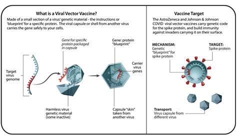 Understanding Six Types of Vaccine Technologies | Pfizer