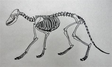 fox's skeleton by MichiyoFox on DeviantArt