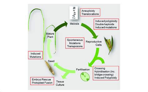 Diagram summarising the flowering plant life cycle showing breeding... | Download Scientific Diagram