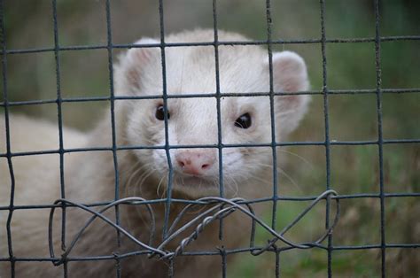 What is cinnamon ferret animal? - animala-z.com