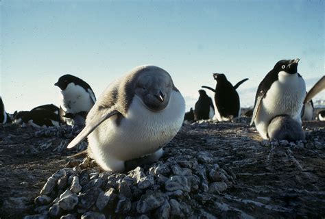 Albino penguin at Cape Bird | Antarctica NZ