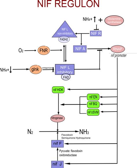 5.15E: Genetics and Regulation of N₂ Fixation - Biology LibreTexts