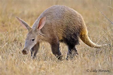 5 Of The Rarest Animals To See In Hwange National Park – The Hide