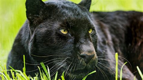 Black panther spotted in the Blue Mountains | Lithgow Mercury | Lithgow, NSW