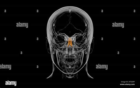 Human Skeleton Nasal bone Anatomy 3D Illustration Stock Photo - Alamy