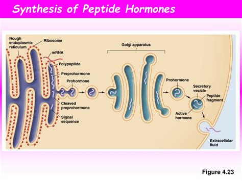 PPT - Hormones and Cell Signaling PowerPoint Presentation - ID:405011