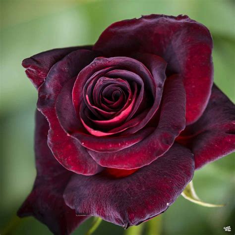 Black Baccara™ Rose — Green Acres Nursery & Supply