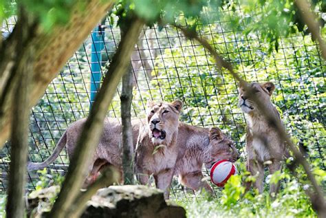 Spend Night With Lions At London Zoo - eXtravaganzi