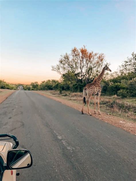 Complete Guide to Safari in Kruger National Park, South Africa - Stoked ...