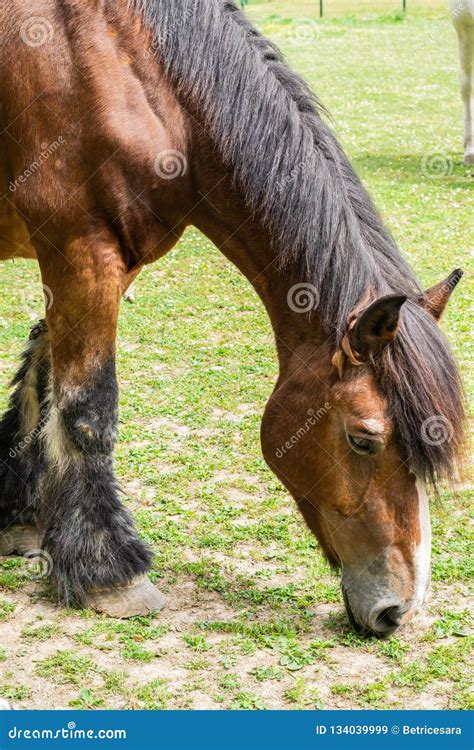 Breeding and Animals Concept: Stock Image - Image of colour, blaze: 134039999