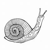 Caracol Para Colorear Vectores Libres De Derechos  IStock sketch template