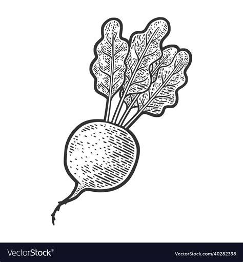 Beetroot plant sketch Royalty Free Vector Image