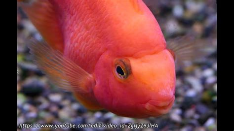 Understanding the Parrot Cichlid - YouTube