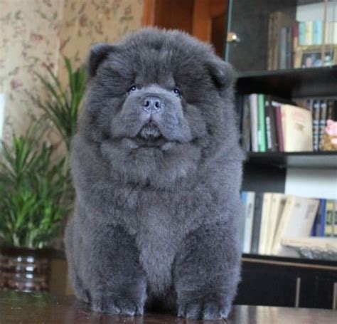 Blue Chow Chow puppy | Cute puppies, Fluffy dogs, Cute dogs