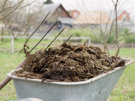 Manure Tea For Garden: How To Make Manure Tea