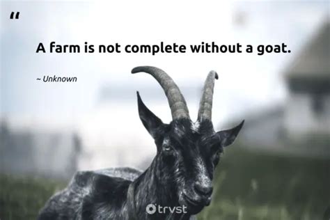 20 Goat Quotes And Sayings About The Bleating Creature (2024)