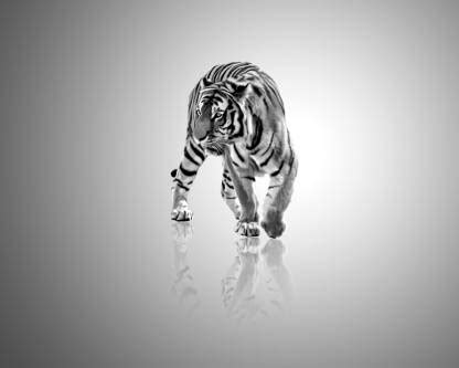 abstract art black and white animal poster Paper Print - Animals posters in India - Buy art ...