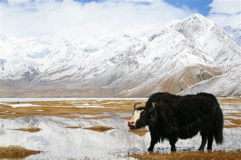 Yak (Cow with a Skirt) Safari in Pakistan ~ Jaho Jalal