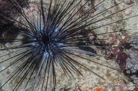 Urchin Sea Spines- How to deal with them | Seaunseen
