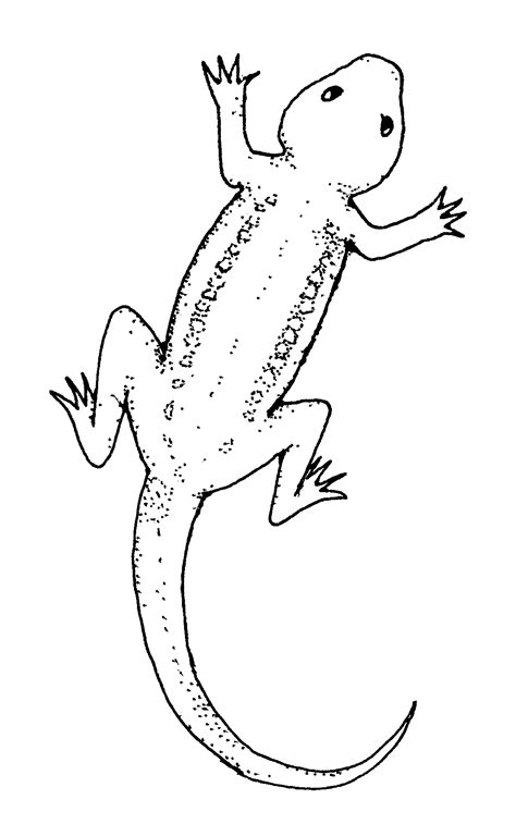 Introducing Comical Lizard Coloring Page Studying Be in Tune with Your Wit Sensitive Area ...