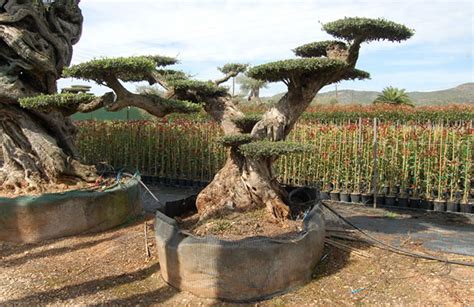 Olivo gigante bonsai | Vivai Il Angol | Vendita gigante olivo bonsai ...