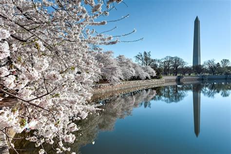 Premium Photo | Washington monument during the cherry blossom festival washington dc