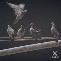 Flock Of Birds GIFs - Find & Share on GIPHY