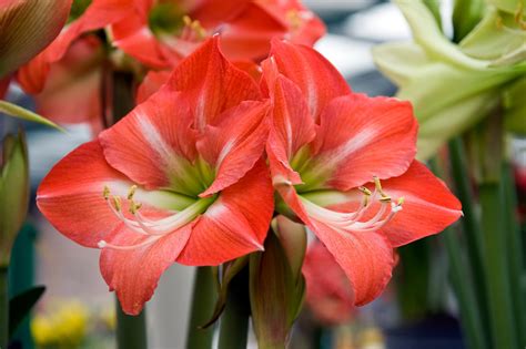 21 Stunning Amaryllis Varieties to Plant Right Now | Amaryllis bulbs ...