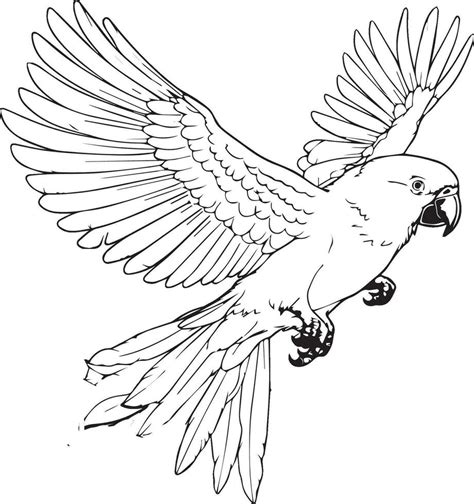 Rainbow lorikeet coloring page 28542248 Vector Art at Vecteezy