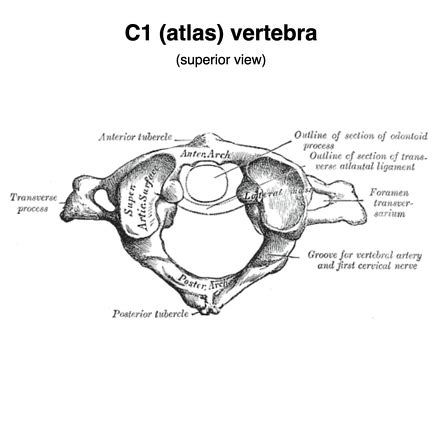 Cervical Vertebrae Quiz / Cervical Spine Radiograph Ap Anatomy Quiz ...