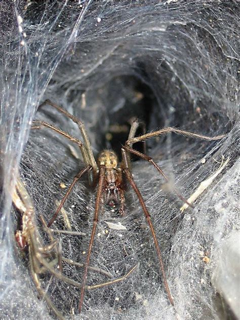 Spider behavior - Alchetron, The Free Social Encyclopedia