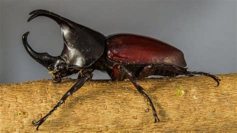 The Huge Rhinoceros Beetle | Critter Science