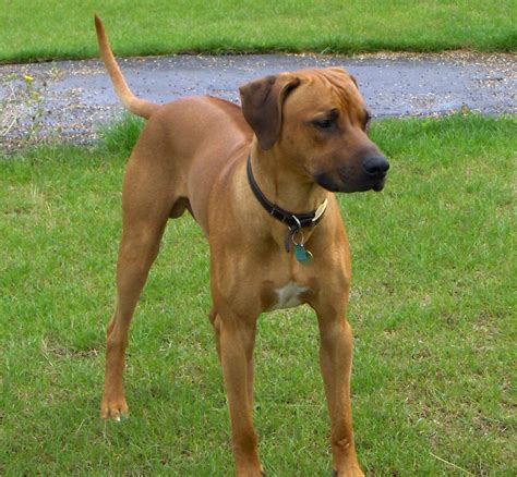 Rhodesian Ridgeback Dog Breed Puppies