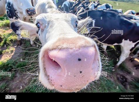 White cow close up portrait on pasture.Farm animal looking into camera ...