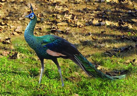 Green peafowl (Pavo muticus)