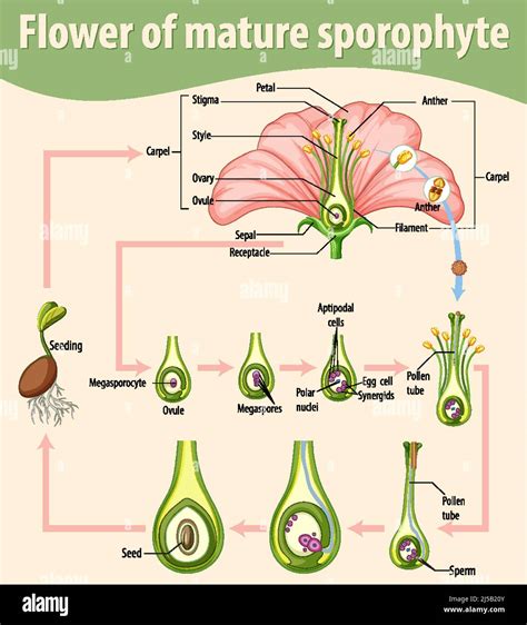 Diagram showing flower of mature sporophyte illustration Stock Vector ...