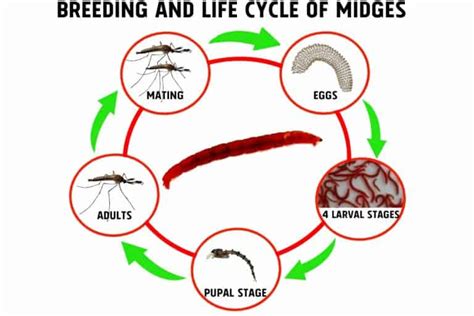 Bloodworms Profile: Life Cycle and Culture Guide - Shrimp and Snail Breeder