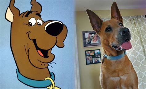 'Scooby-Doo' turns 50: These dog owners are proud parents of 'Scooby ...